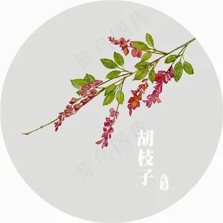 插画植物花胡枝子