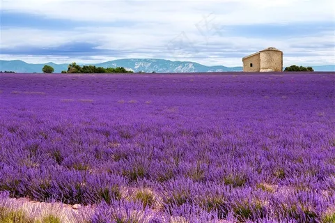 薰衣草花海鲜花图片 薰衣草花海鲜花图片