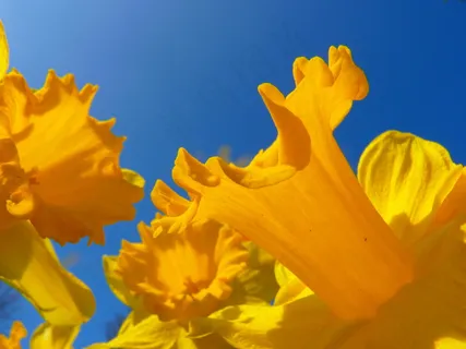 黄色喇叭水仙图片