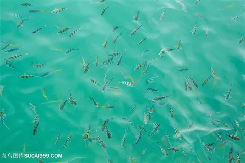 海底鱼群景色 海底鱼群景色