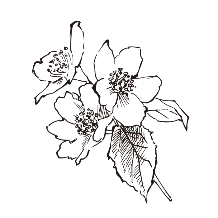 线条草本花卉手绘植物-茉莉