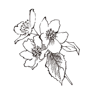 线条草本花卉手绘植物-茉莉