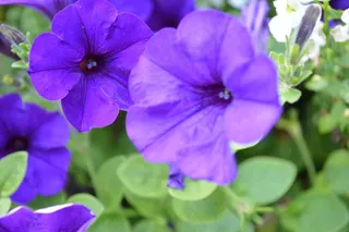 紫色鲜花开花图片