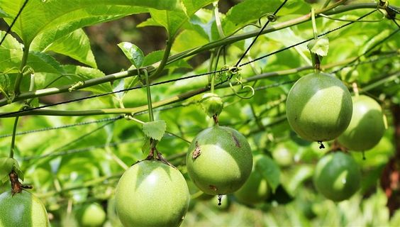 百香果自然 绿色 果