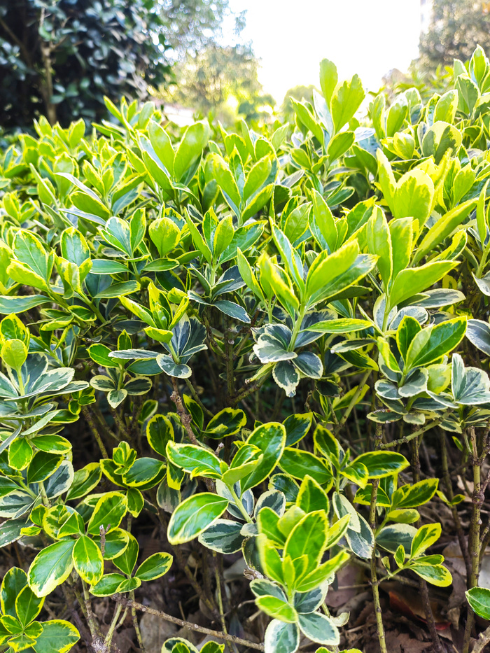 绿色园林植物