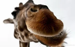 长颈鹿头像壁纸野生动物