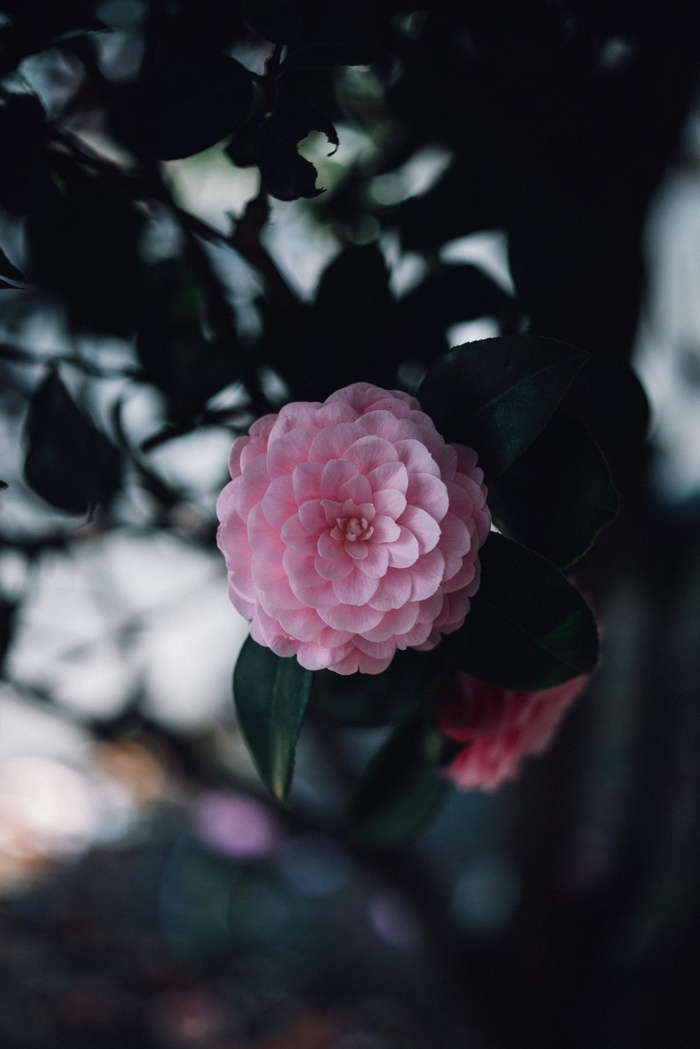 花 春天 海报 背景 精致