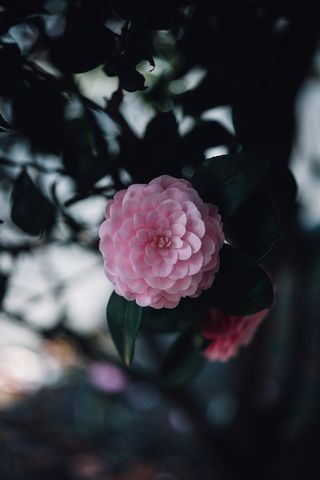 花 春天 海报 背景 精致