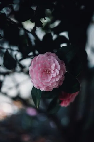 花 春天 海报 背景 精致