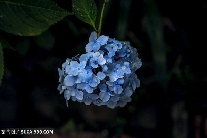 高清绣球花鲜花图片