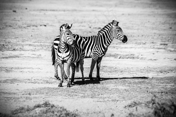 两只斑马黑白摄影图