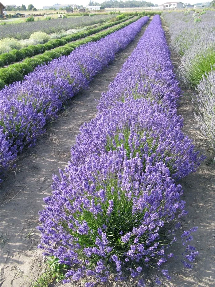薰衣草花海鲜花高清图片