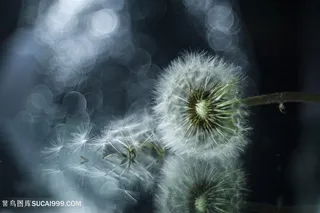 高清唯美蒲公英鲜花图片