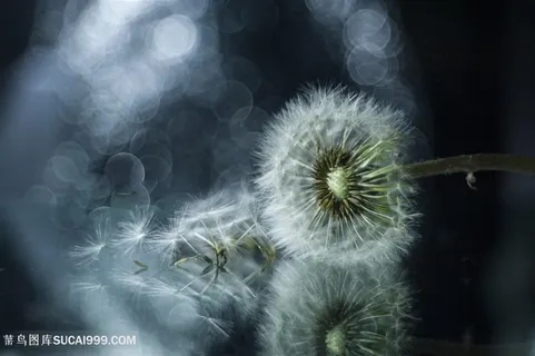 高清唯美蒲公英鲜花图片 高清唯美蒲公英鲜花图片