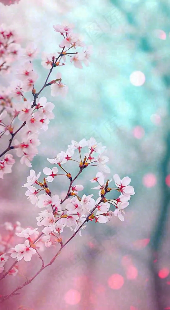 春天唯美清新白色鲜花樱花，文艺新鲜浪漫情人节摄影图(816x1488)