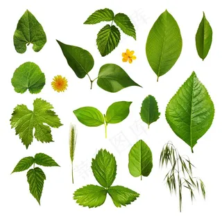 多款绿色树叶植物高清图片