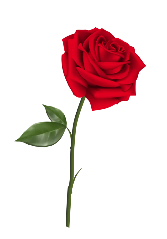 鲜花玫瑰免扣素材