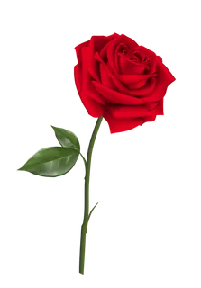 鲜花玫瑰免扣素材 鲜花玫瑰免扣素材