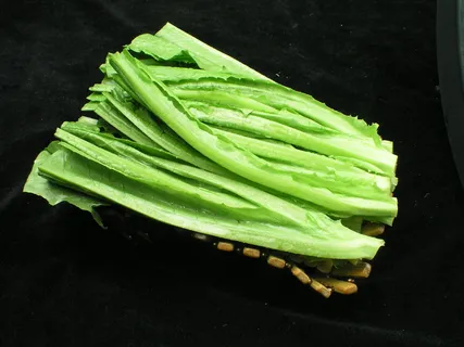 二级油麦菜  二级油麦菜