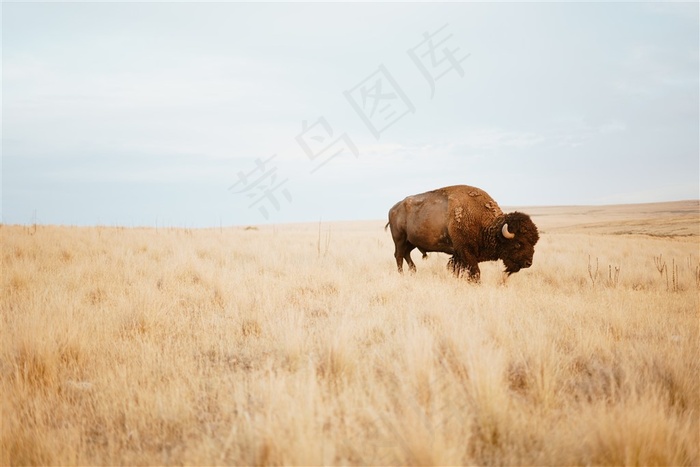 草原上芒牛高清图片
