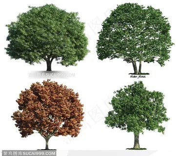 多款大树高清图片-春秋季节的树木