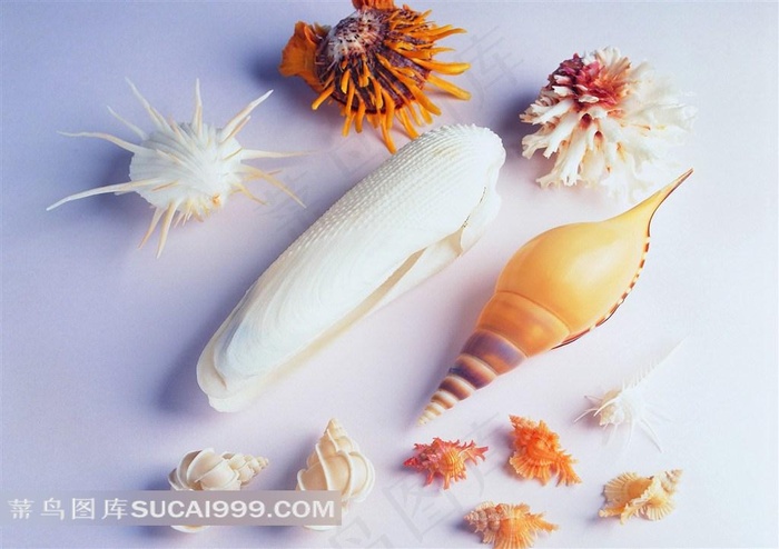 大海海洋贝壳海螺写真图片