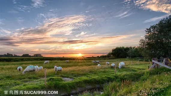 草原牧羊风光图片摄影