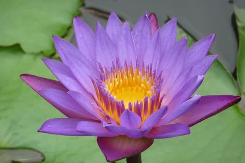 紫色莲花花朵图片 紫色莲花花朵图片