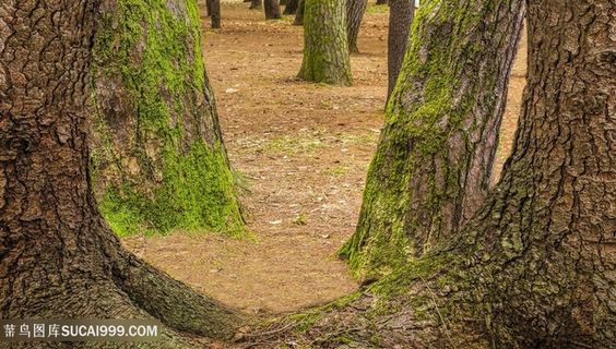 长满苔藓的树底部高清意境图片