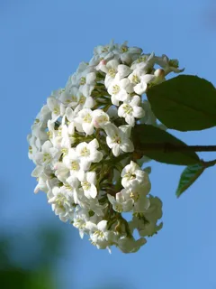 毛茸茸的雪球, 滚雪 毛茸茸的雪球, 滚雪