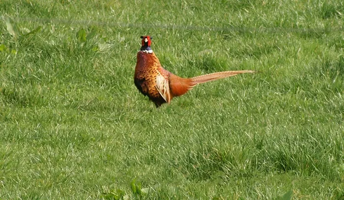 鸡母鸡走地鸡散养鸡鸡肉农村牧场山鸡山鸟