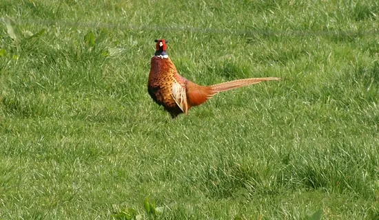 鸡母鸡走地鸡散养鸡鸡肉农村牧场山鸡山鸟