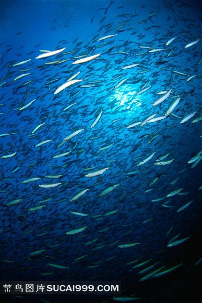 海洋鱼类深海鱼群写真图片