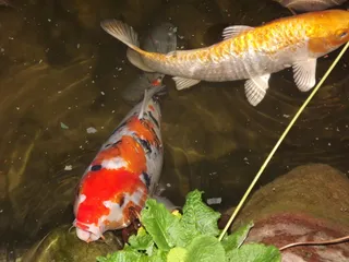 贵的锦鲤鱼图片