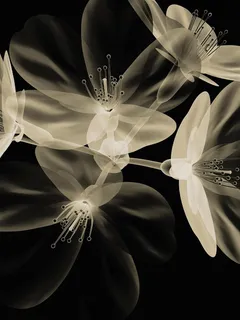 黑白透明艺术花卉绘画图片 黑白透明艺术花卉绘画图片