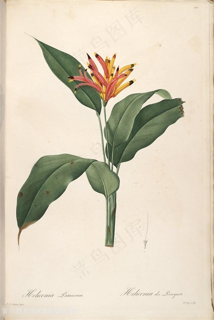 高清雷杜德原版花草花卉唯美图谱