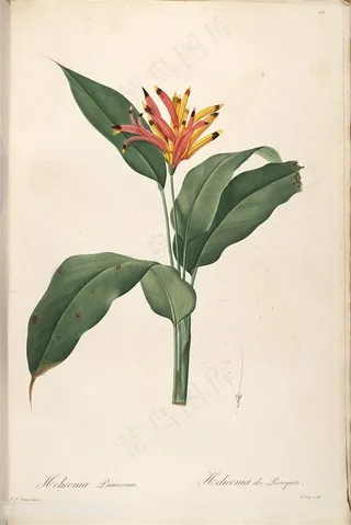 高清雷杜德原版花草花卉唯美图谱