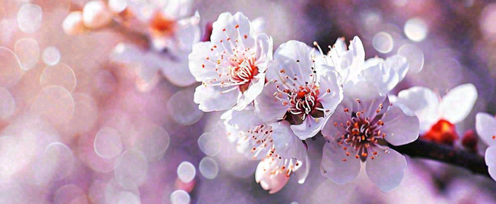 白色浪漫春季樱花花朵枝叶，立春惊蛰春分摄影图(1712x704)