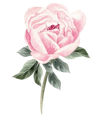 鲜花玫瑰免扣素材