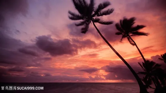黄昏椰树海景风景画壁纸