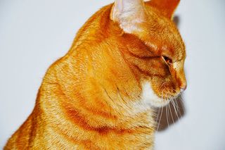 可爱猫咪 动物 素材 奶萌 (72)