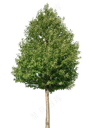 枝叶茂密的大树高清图片