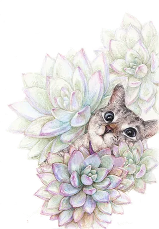 多肉小猫咪