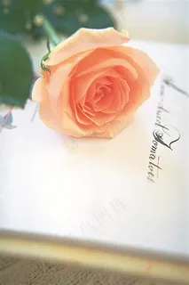 粉色玫瑰花图片 粉色玫瑰花图片