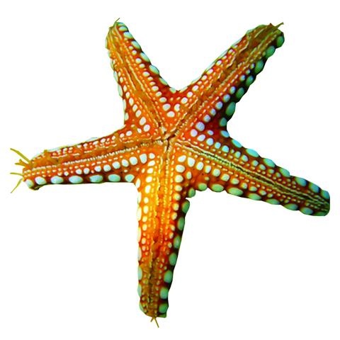 海星 PNG免抠(480x480)