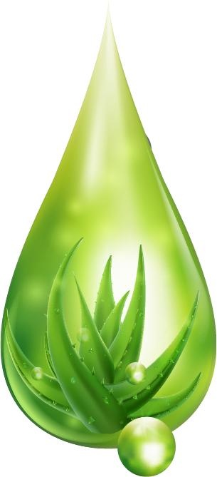 芦荟 PNG免抠(305x669)