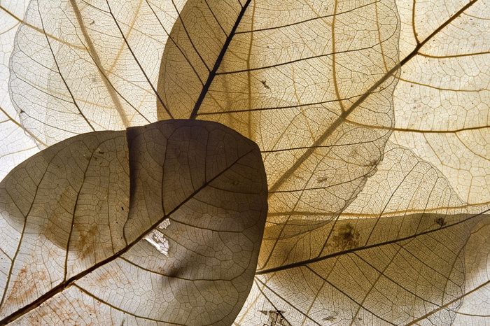 复古树叶时尚插画