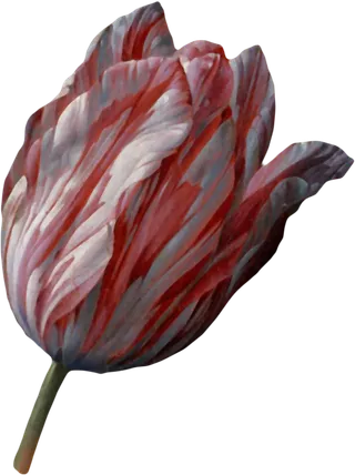 复古油画质感宫廷花卉植物花朵鲜花拼贴图案PNG免抠图片设计素材