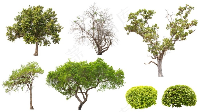 多种大树树木植物素材高清图片
