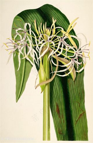 唯美水彩高清花卉插画